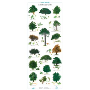 Árboles de Chile, póster